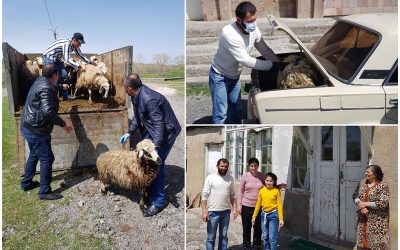 De schapen grazen dankbij collecte oecumenische viering